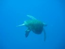 Sea Turtle
