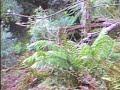 The Lost Gardens of Heligan