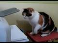macka napala printer