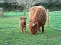 Eilidh & Little Mary