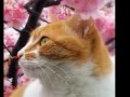 Brightheart-beautiful Day