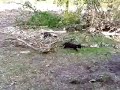 Cats of war