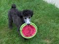 Winston at 3 1/2 months