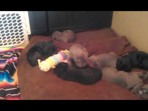 CV Neo's Beautiful Blue Male Neapolitan Mastiff