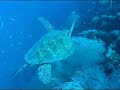 SS Yongala - Schildkr�te
