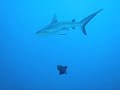 Blue Corner - Palau Blue Corner - Palau