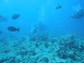 videos de Blue Corner - Palau