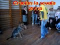 Teaching dogs to support hard distractions