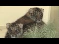 Los Angeles Zoo Sumatran Tiger Cubs