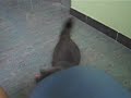 stupid cat