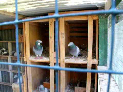 RACING PIGEONS -- AUSTRALIA