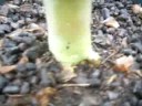 Adenium Adenium