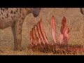 Hyaenas keep the masses at bay