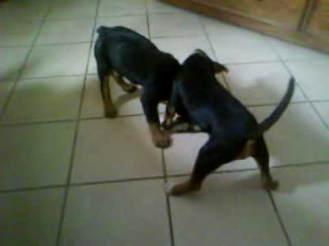 rottwailer