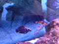 clown loaches fighting