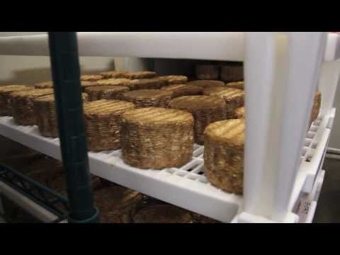 WATCH: Scientists Make Cheese From Human Toe and Belly Button Bacteria!!! F@#$*ING GROSS!