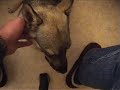 Ronja\
