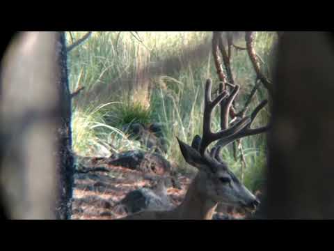 -arizona-velvet-buck-hunts