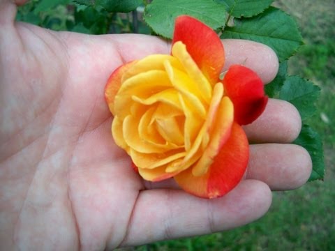 how to care for a rose bush