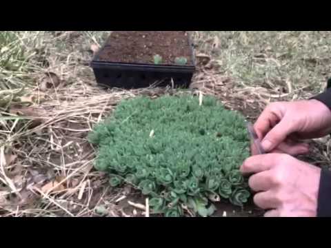 how to plant sedum