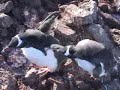Antarctica - Port Lockroy Antarctica - Port Lockroy