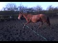 Video-0002.mp4