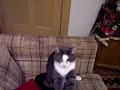cat kneading pillow