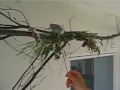 Wellensittich Carlas erste Clickerschritte.AVI