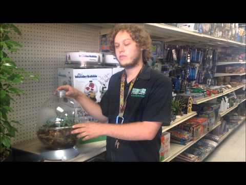 YouTube reptile video