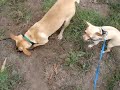 Sunny & Latte digging up the park Sunny & Latte digging up the park