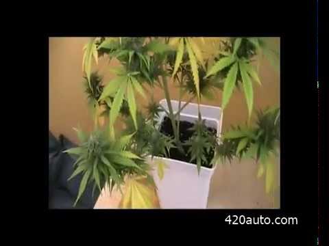 how to harvest autoflower