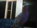 my galah dancing