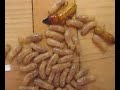 Pacific Coast Termite Pacific Coast Termite