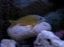 Tanganyika 600l Tanganyika 600l