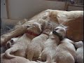 Golden,Retriever,Welpen