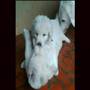 Kuvasz