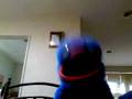 Duck And Run By 3 Doors Down (Sung By A Sock Who Won't)