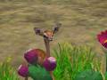 videos de Gerenuks of Sahara Reserve.wmv
