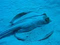 amazing close up , egypt (red sea) 2007 tiran islands enjoy ...