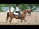 RTO Fantastiko arabian for sale!