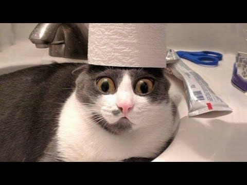 CATS will make you LAUGH YOUR HEAD OFF - Funny CAT compilation