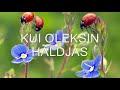 Tajo Kadajas - Kui oleksin haldjas