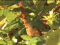 Wrentit sounds