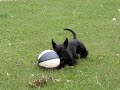 scottish terrier in wakaw saskatchwan