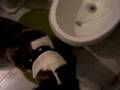 videos de bull terrier( Naga) tomando agua del bidet