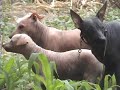 Viringo, el Perro Peruano