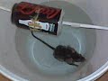 Rat bucket trap