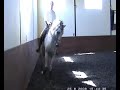 lusitano