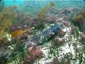 Collared Catshark