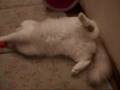 眠いのに遊んじゃう～猫(=^・^=)　Though I am sleepy, I play